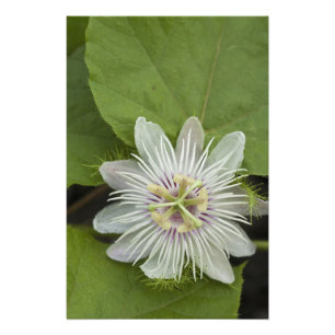 Foto Flor de la Pasión de Galápagos Passiflora foetida