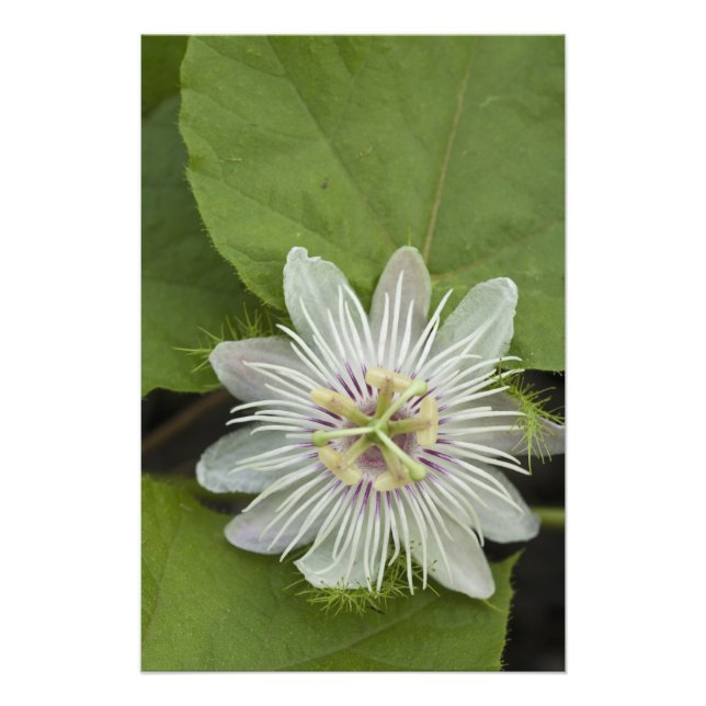 Foto Flor de la Pasión de Galápagos Passiflora foetida (Frente)