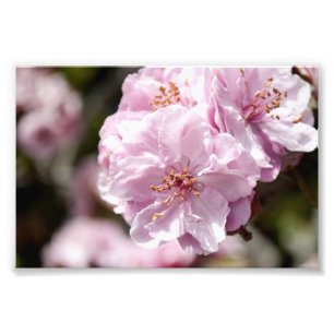Foto Flor de la primavera