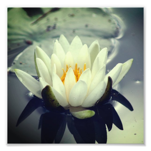 Foto Flor de Lily Blossom Lily 8x8 (Frente)