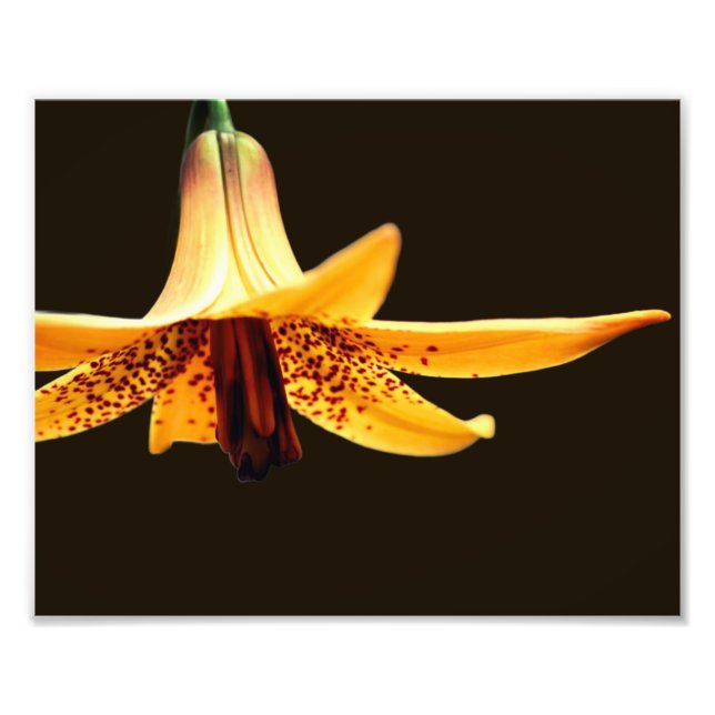 Foto Flor de lirio canadiense con manchas salvajes 8x10 (Frente)