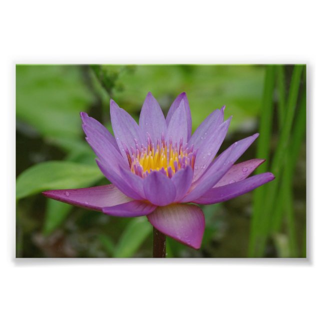 Foto Flor De Lirio De Agua Púrpura Rosa (Frente)