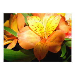 Foto Flor de lirio de color vibrante