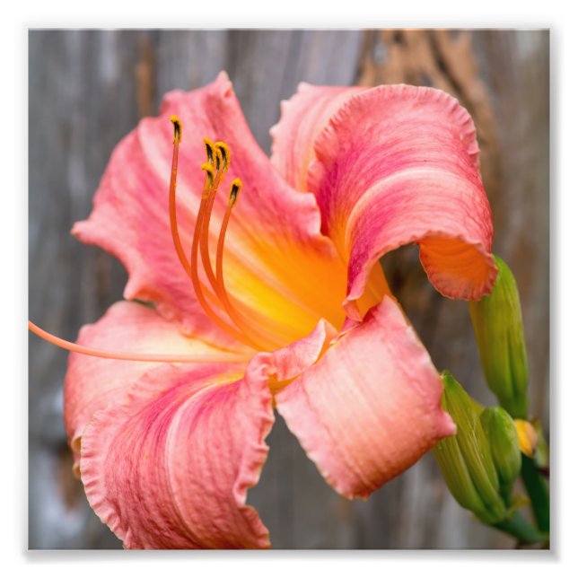 Foto Flor de lirio rosa de cerca (Frente)