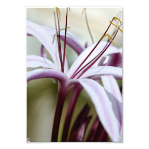 Foto Flor de lirio rosa suave arte fotográfico botánico