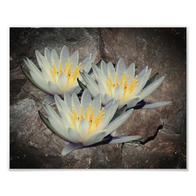 Foto Flor De Llanto De Llanto De Agua Lot En Piedra 8x1 (Frente)