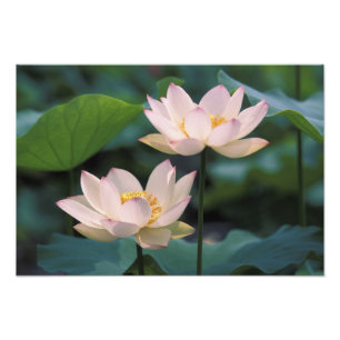 Foto Flor de loto en flor, China