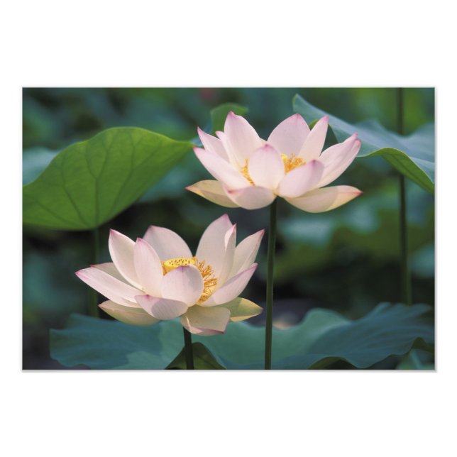 Foto Flor de loto en flor, China (Frente)