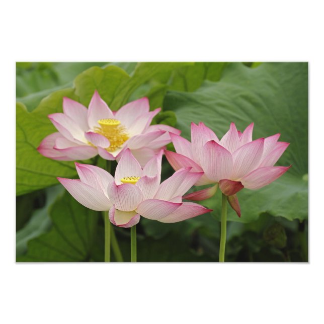 Foto Flor de loto, Nelumbo nucifera, China 2 (Frente)