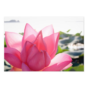 Foto flor de loto [Nelumbo speciosum] en plena floració