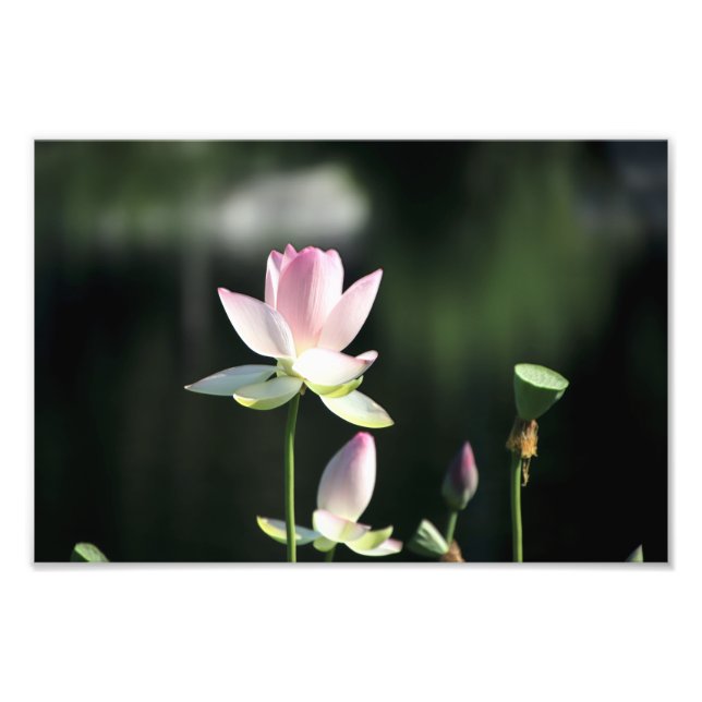 Foto Flor de Loto Rosa y Blanca (Frente)