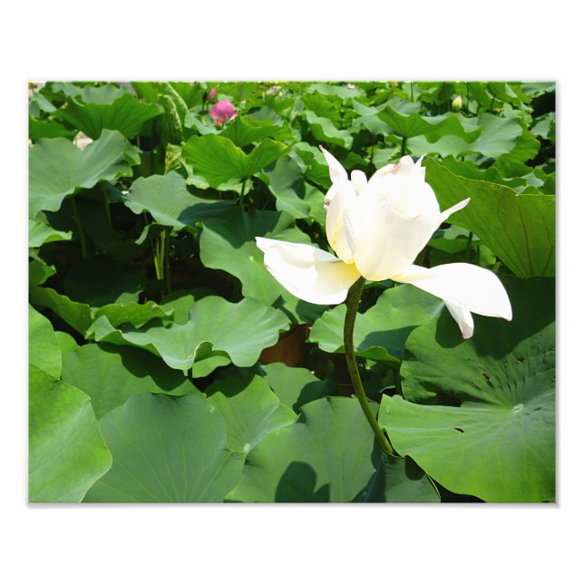 Foto Flor de Lotus blanco (Frente)