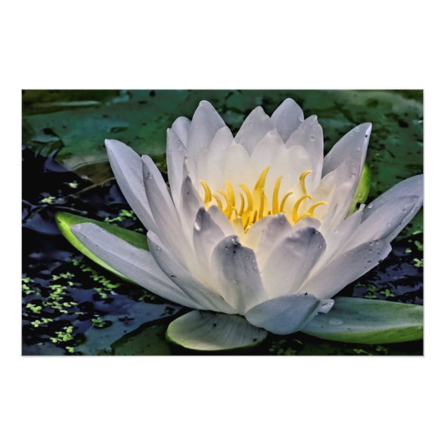 Foto Flor de Lotus blanco brillante (Frente)