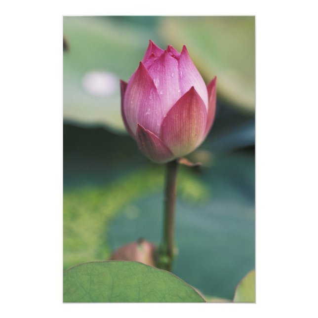 Foto Flor de Lotus, Hangzhou, provincia de Zhejiang, (Frente)