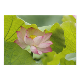 Foto Flor de Lotus, Nelumbo nucifera, China