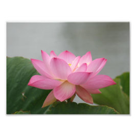 Foto Flor de Lotus rosa