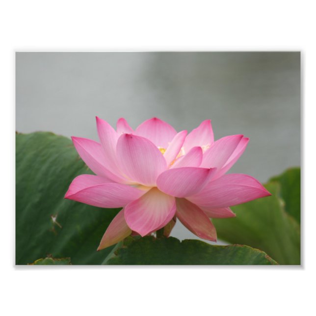 Foto Flor de Lotus rosa (Frente)