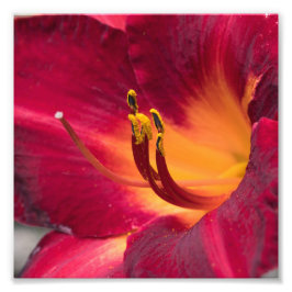 Foto Flor de macro de Lily Roja