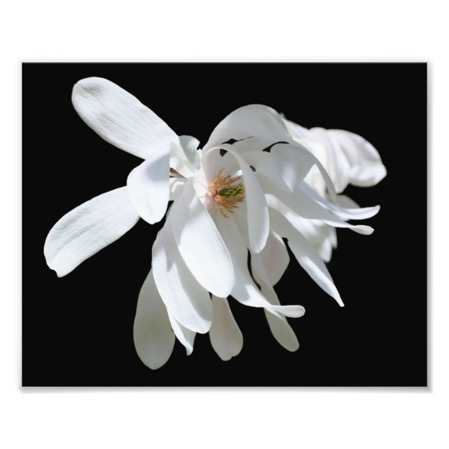Foto Flor de magnolia blanca cierre 8x10 (Frente)