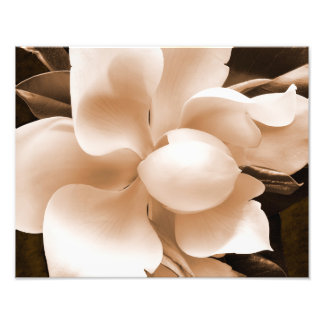 Foto Flor de Magnolia blanca Sepia fondo negro