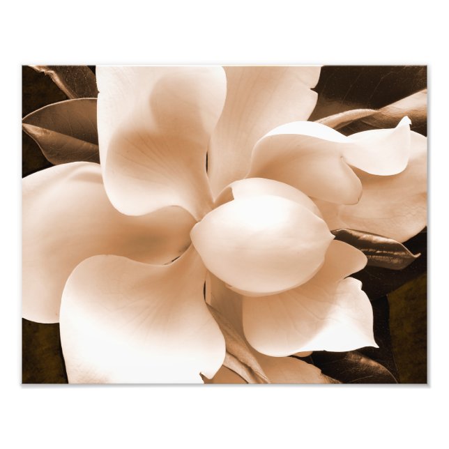 Foto Flor de Magnolia blanca Sepia fondo negro (Frente)