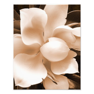 Foto Flor de Magnolia blanca Sepia fondo negro