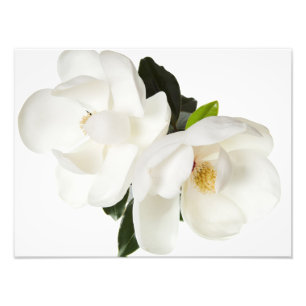 Foto Flor de magnolias blancas Flores florales