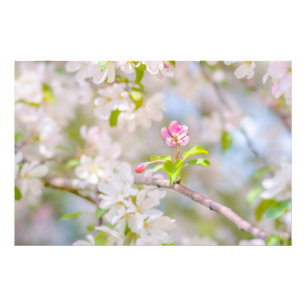 Foto Flor de manzana - Belleza