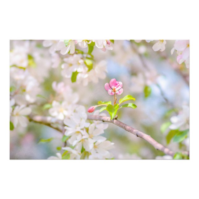 Foto Flor de manzana - Belleza (Frente)
