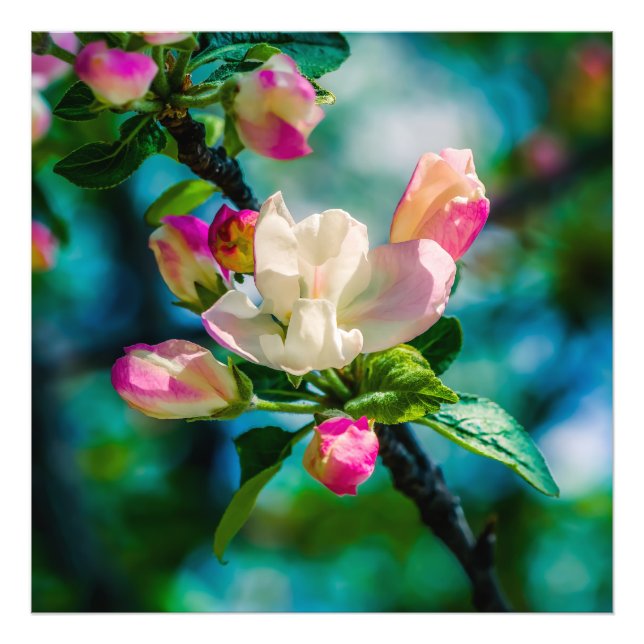 Foto Flor de manzano silvestre y capullos (Frente)