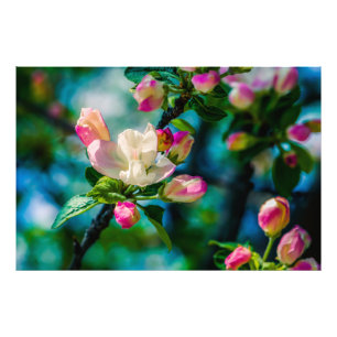 Foto Flor de manzano silvestre y capullos