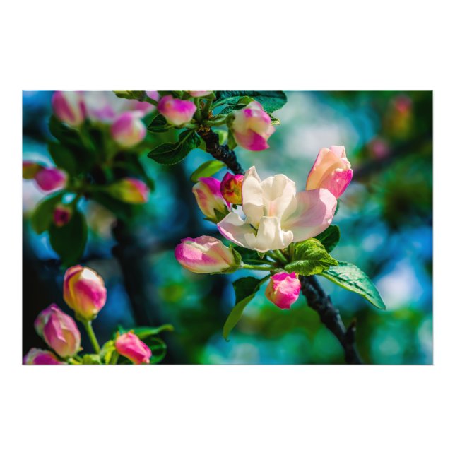 Foto Flor de manzano silvestre y capullos (Frente)