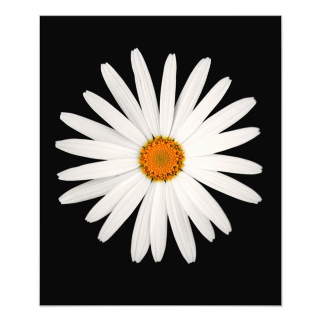 Foto Flor de margarita (Frente)