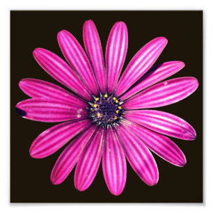 Foto Flor de margarita africana simple 8x8