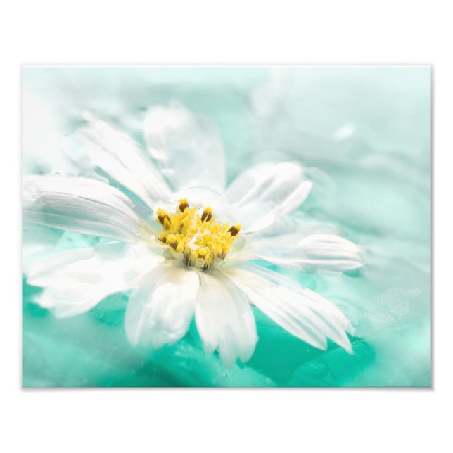 Foto Flor de margarita blanca Estanque de agua azul Aqu (Frente)