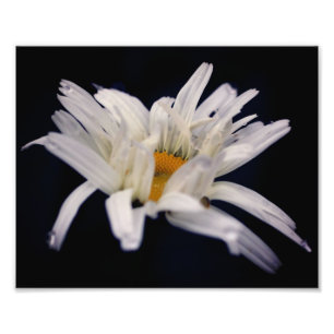 Foto Flor de margarita dramática 8x10