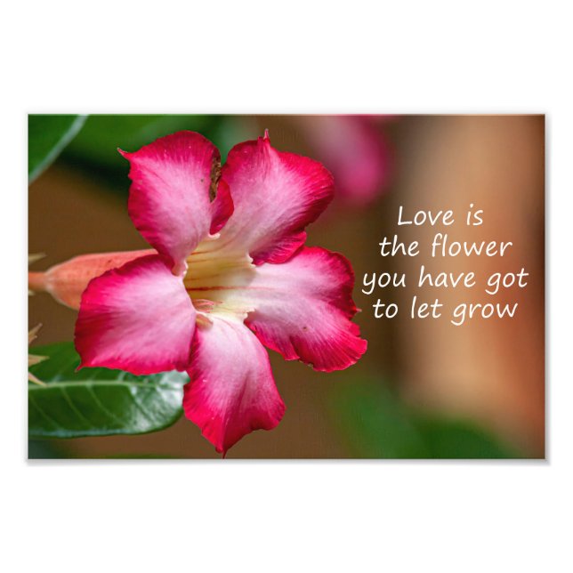 Foto Flor de Obesum Adenium rosa (también conocida como (Frente)