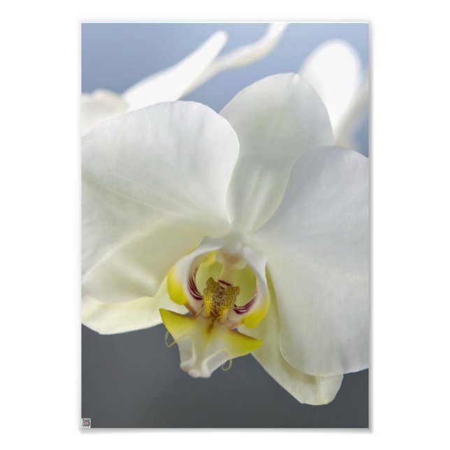 Foto Flor de orquídea blanca (Frente)