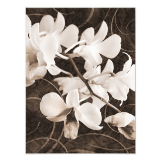 Foto Flor de orquídea blanca Sepia de fondo negro flora