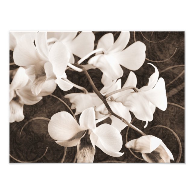 Foto Flor de orquídea blanca Sepia de fondo negro flora (Frente)
