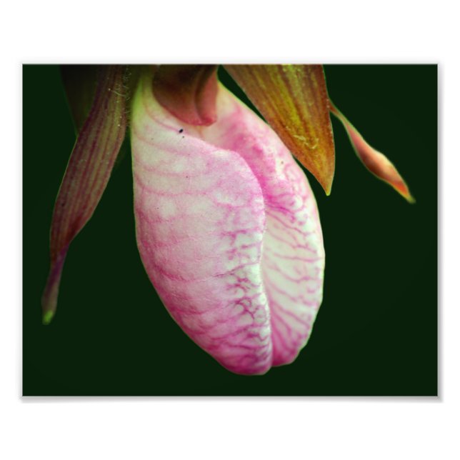 Foto Flor de orquídea rosa pálido 8 x 10 (Frente)