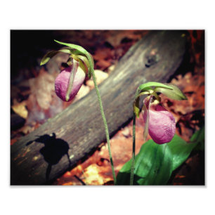 Foto Flor de orquídeas de madera rosa Wild Lady Slipper