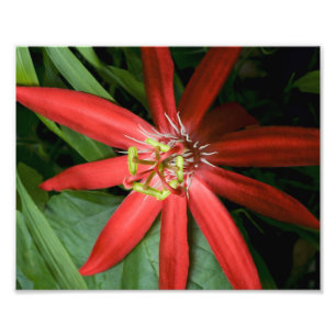 Foto Flor de pasión roja