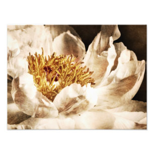 Foto Flor de Peón Blanco Sepia Fondo negro floral