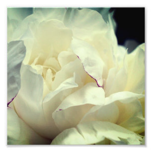 Foto Flor De Peones Blancos En Bloom Cierre 8x8