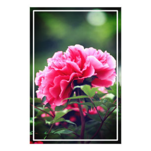 Foto Flor de peones rosados en el jardín-33333