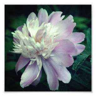 Foto Flor De Peonía Lavender En Bloom Cierre 8x8