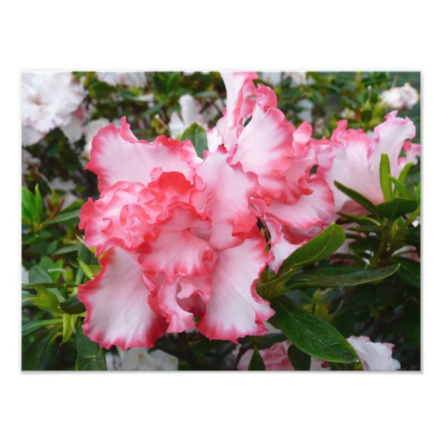 Foto Flor de primavera de Azaleas doble roja y blanca (Frente)