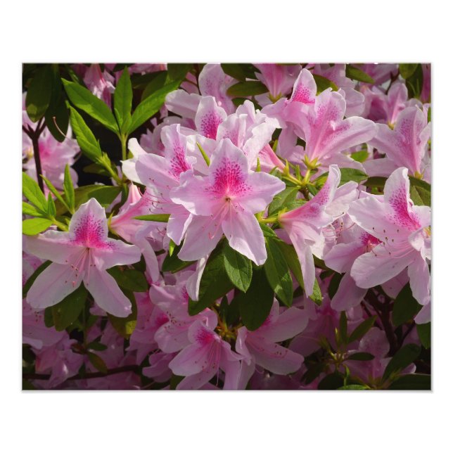 Foto Flor de primavera rosada de Azalea Bush (Frente)
