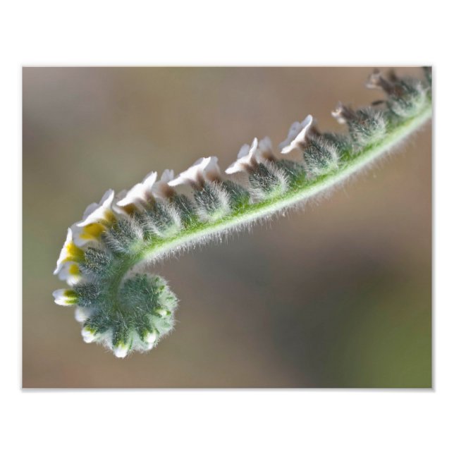 Foto flor de rizo de primavera verde (Frente)